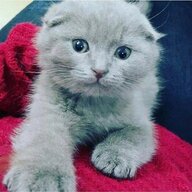 kaan