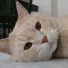 hermestecat